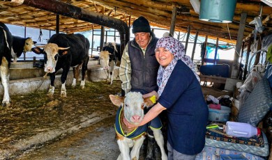 Malatya'da Buzağı Yetiştirenlere Tam Destek