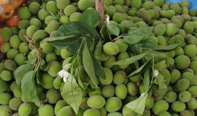 Malatya'da İlk Çağala Tezgahlarda Fiyat Cep Yakıyor!