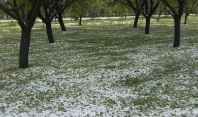Malatya'da Dolu Yağışı Kayısı Bahçelerini Vurdu!