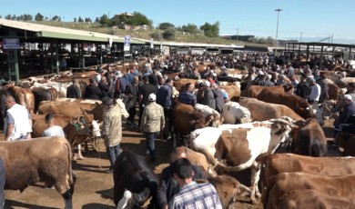 Malatya’da Kurban Pazarı Bu Bayram Çakıldı!