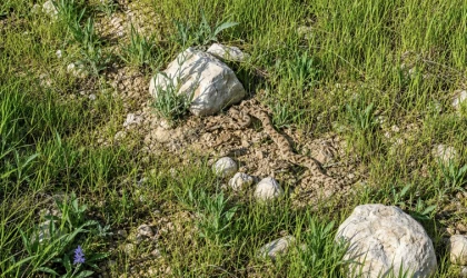 Malatya’da Yaz Gelmeden Yılanlar Ortaya Çıktı!