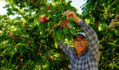 Malatya Yeşilyurt Dalbastı Kirazında Bereketli Sezon