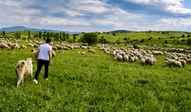 Malatya'da 150 Bin Lira Maaş'la Çoban Aranıyor!