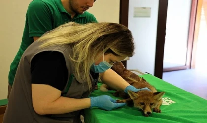 Yavru tilki Ormanya’da şifa buluyor