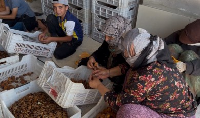 Kayısı Üreticisi İsyan Etti! 225 Liraya Kayısı mı Olur?