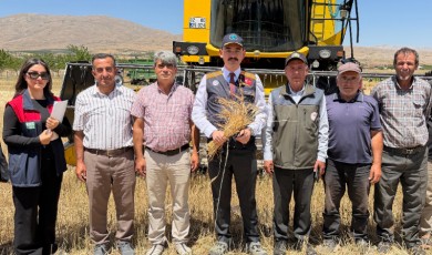 Kaymakam Sungur, Buğday Hasadına Katıldı