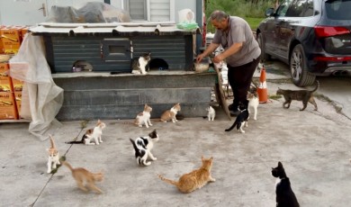 Malatya'da Eşi Benzeri Görülmemiş Kedi Sevgisi