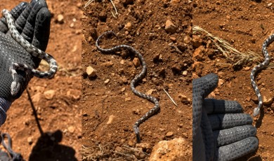 Malatya'da Yılanlarla Dans Devam Ediyor