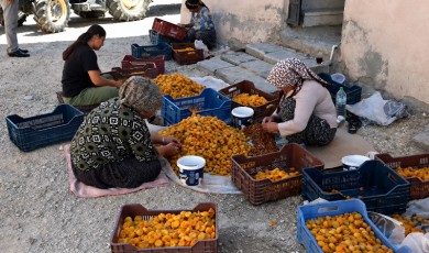 Kayısı Üreticisi O Soruna TMO'dan Çözüm İstiyor!