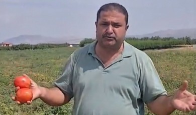 Malatya'da Domates Tarlada Kaldı, Üretici Ücretsiz Dağıttı!