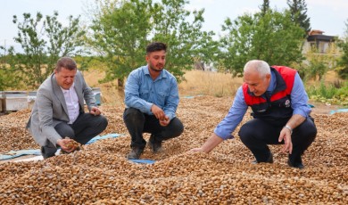 Kayısının Başkentinde Alternatif Ürün Hamlesi: Badem Hasadı Başladı