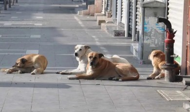 Malatya’da Sahipsiz Hayvanlar İçin Eylül Denetimi