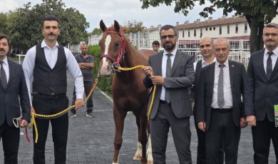 Veliefendi’de Sultansuyu Tayları İçin Milyonlar Yarıştı